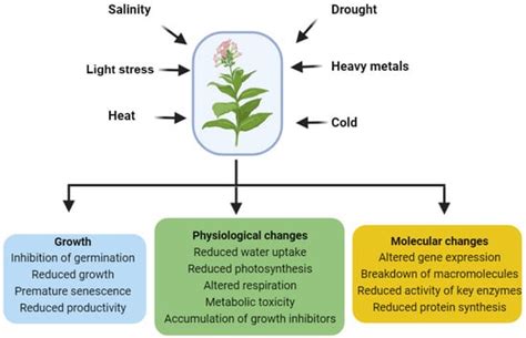 Brassinosteroid Signaling Pathways: Insights into Plant Responses under ...