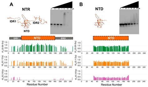 NMR Reveals Specific Tracts within the Intrinsically Disordered Regions ...