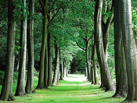 Image result for T-Tree