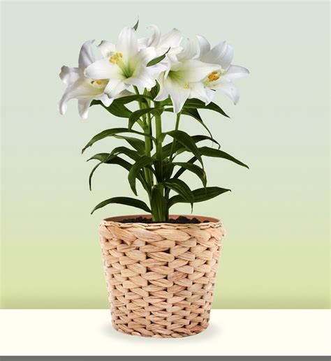Graceful Easter Lily Plant | Avas Flowers