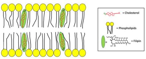 The Antifungal Antibiotic Filipin as a Diagnostic Tool of Cholesterol ...