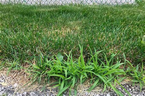 What Are The Different Types Of Grass For Lawns at Donna Ybarra blog