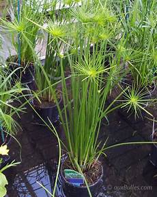 plante d eau bassin de jardin les plantes aquatiques le papyrus plante d eau bassin de jardin les plantes aquatiques le papyrus