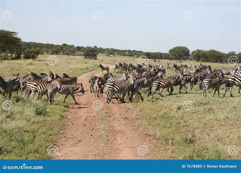 Migration of zebras stock photo. Image of savanna, nationalpark - 7678880