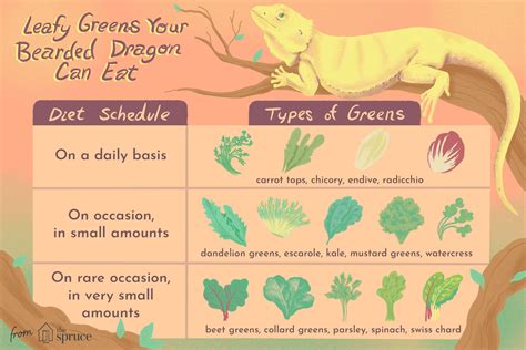 Daily Routine Printable Bearded Dragon Food Chart