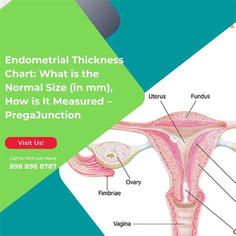 What Is The Normal Endometrial Thickness at Anthony James blog