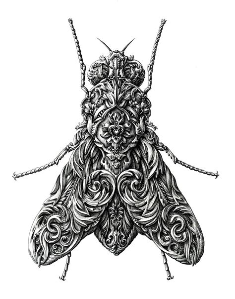 Image result for Insect Drawing