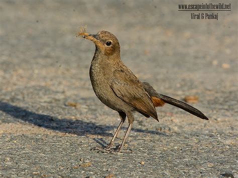 Birds Of Gujarat, Large no of bird collection and species in gujarat