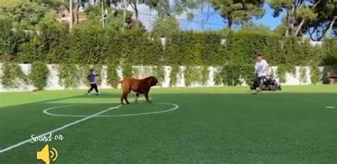 Messi se relaja en casa jugando a fútbol en el jardín con sus hijos y ...