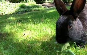 Image result for Black Bunny Suit