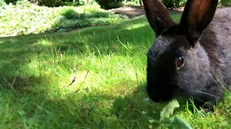 Image result for Cute Black Bunny Aesthetic