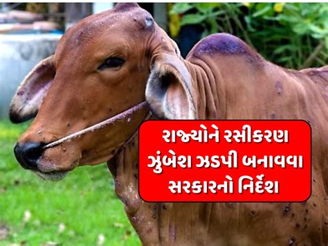 lumpy skin diseaset this animal disease is rapidly spreading in india ...