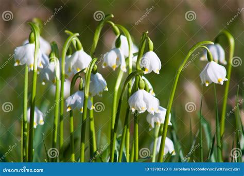 Image result for Spring Snowflake Bells