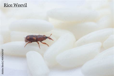 Rice Weevil 的图像结果