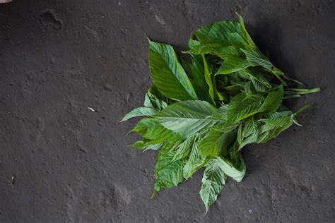 Wild Food Wiki – OOO Farms