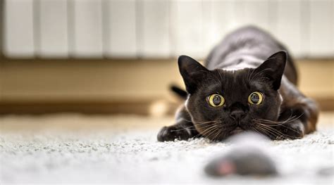 Pet Daycare, Boarding, & Grooming in Deer Park, La Porte, & Pasadena TX ...