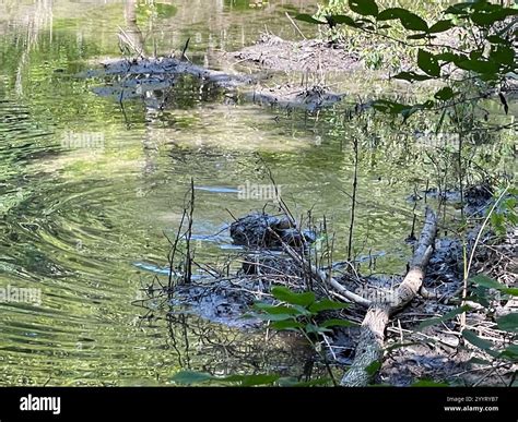 Image result for Snapper Turtle