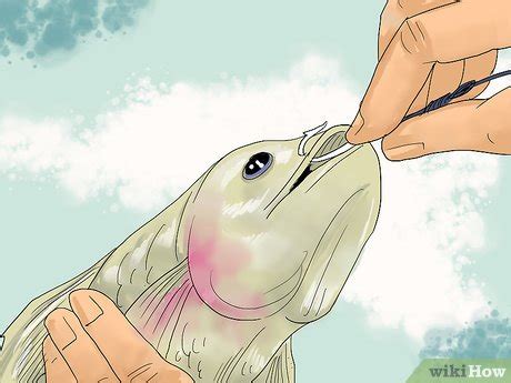 Image result for Using a Fish