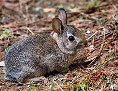 Image result for Baby Eastern Cottontail Rabbit