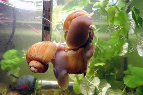 Mini Snails In Fish Tank at Arthur Poulsen blog