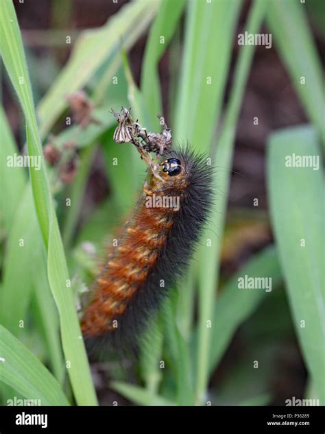The salt-marsh caterpillar is better known by one of its other common ...