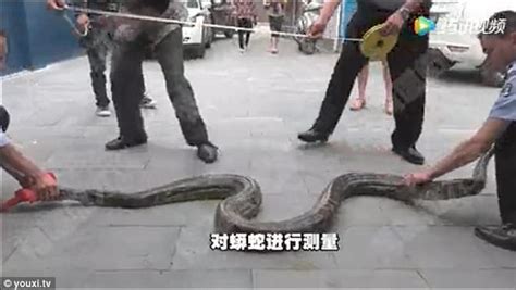 Image result for Feeding Python Live Goat