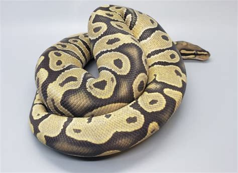 Image result for Ghost Python Morph
