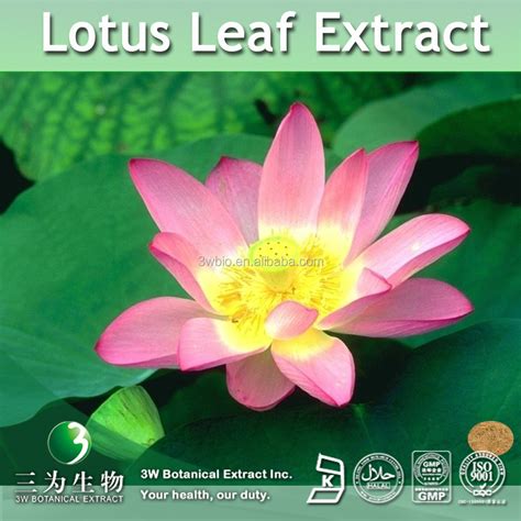 莲叶 的图像结果