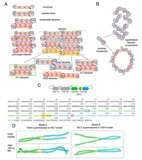 Molecular Insight into the Regulation of Vimentin by Cysteine ...