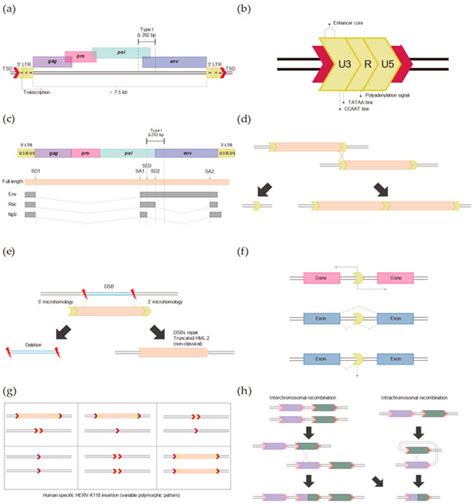 Human Endogenous Retrovirus-K (HML-2)-Related Genetic Variation: Human ...