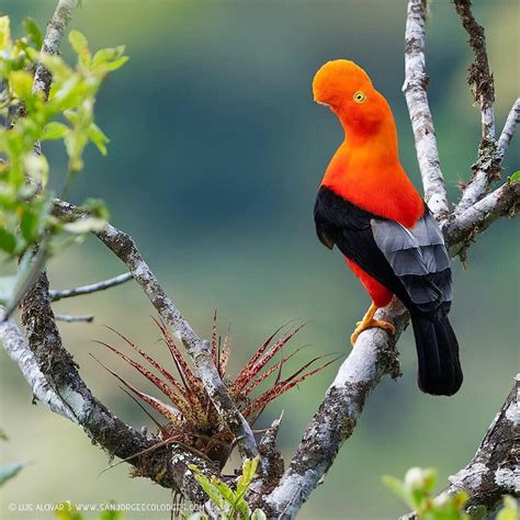 Orange and Black Bird on Tree Branch