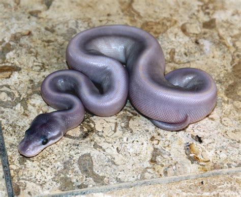 Image result for Purple Ball Python