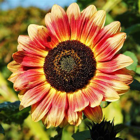 Ms Mars Sunflower Helianthus Seeds – Easy Grow Seeds