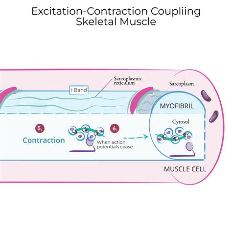 Image result for Excitation-Contraction Coupling Process