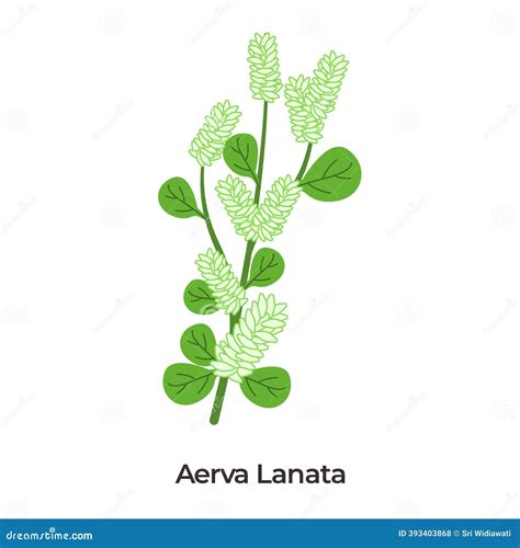 Aerva Lanata Or Mountain Knotgrass Light Green Spiky Flower Clusters And Rounded Leaves On A ... - what kills knotgrass