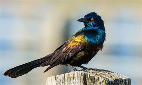 Common Grackle Animal Pictures | A-Z Animals