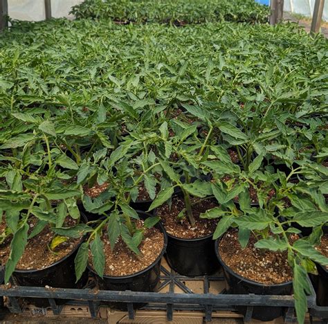 Tomāto Tomăto – Roberts Family Farms