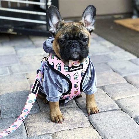 French Bulldog Summer Puppychino Harness – Frenchie World Shop