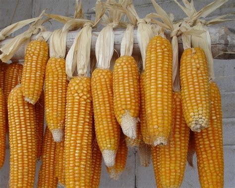 高产玉米品种,2020玉米高产品种,高产玉米(第3页)_大山谷图库