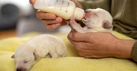 Supplement for newborn puppies sold nationwide recalled; see the ...