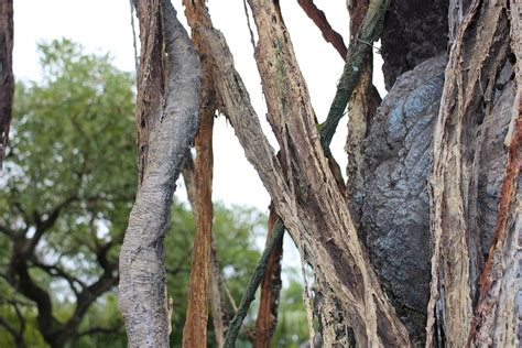 Image result for Glib Tree