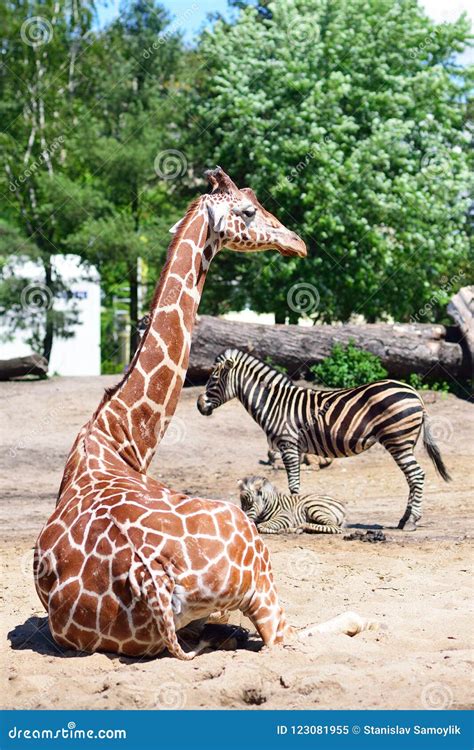 Giraffes and Zebra in the Zoo Safari Park Stock Image - Image of south, outdoor: 123081955