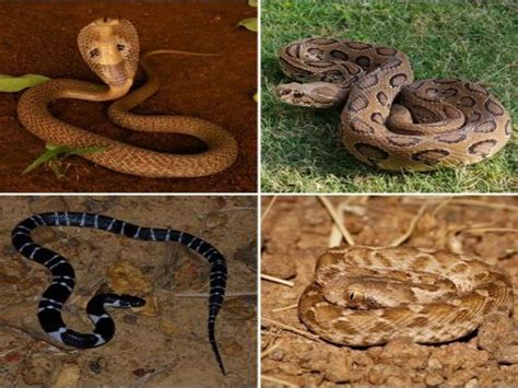 World Snake Day: Here's 5 deadliest snakes to beware of