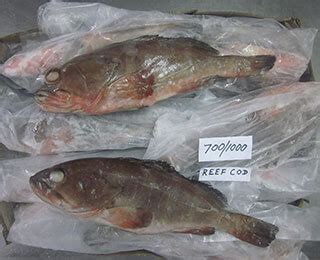 Suppliers, Wholesalers and Exporters of Reef Cod Fish