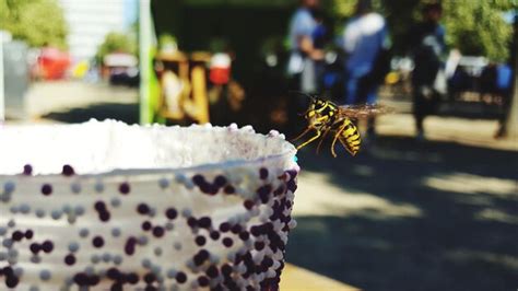 Image result for Table Leg Butterfly