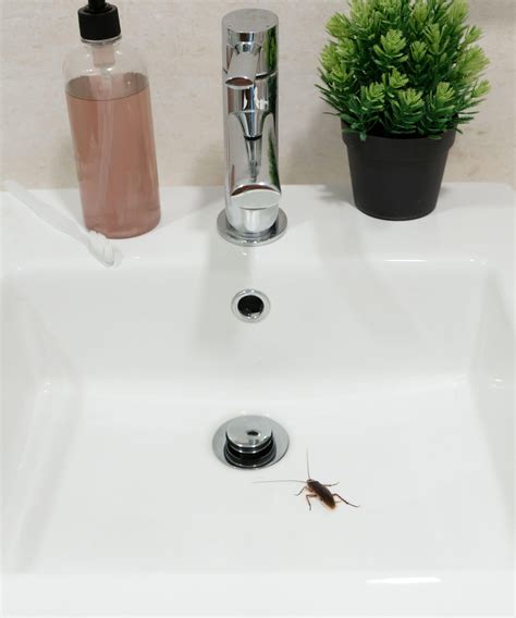 How to get rid of water bugs: tips to eradicate these pests | Homes and ...