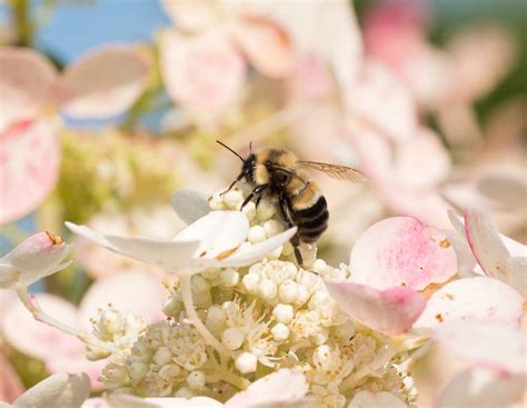 A Bumblebee Gets New Protection on Obama’s Way Out - The New York Times