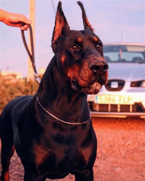 The doberdane a doberman great dane mix – Artofit