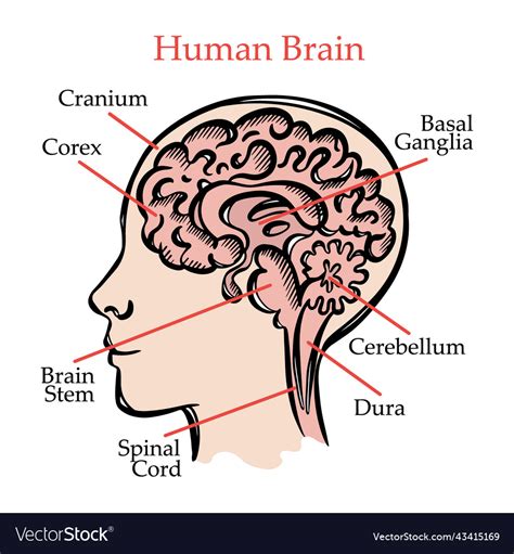 Image result for Brain
