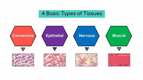 Image result for Types of Tissues